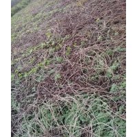 安國市中陽村 大量供應爬山虎苗 價格低 品相好