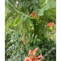爬山虎，常青騰，凌霄，紫藤，騰本月季