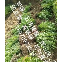 南昌迎春花小苗，江西省云南黃馨價格，南昌迎春苗農民專業合作社