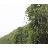 供應一年生油麻藤苗40000株