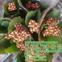 長(zhǎng)壽花盆栽批發(fā)、許昌長(zhǎng)壽花、世錦花卉(多圖)