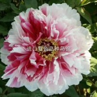 觀賞牡丹
