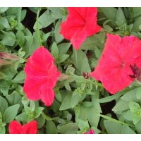 供應一串紅 矮牽牛 萬壽菊