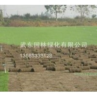 供矮生百慕達草