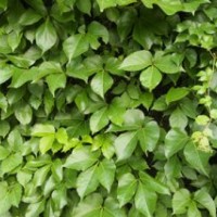 爬山虎|陜西營養缽爬山虎|陜西藤灌木優化新區