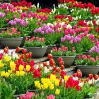 山一草花批發基地,草花,公園草花