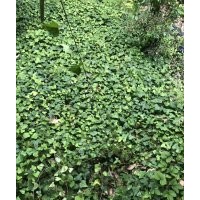 常春藤苗子批發基地 常青藤工程苗木