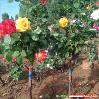 樹月季花什么時候種好？