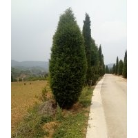 文冠果，樹檜