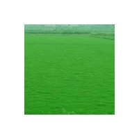 大量供應天堂草（百慕大 狗牙根）