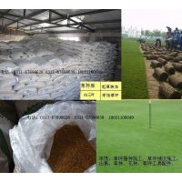 誠信經(jīng)營：高羊茅、早熟禾、白三葉、雜三葉、黑麥草