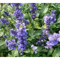 供應鼠尾草，藍花鼠尾草，蘭花鼠尾草