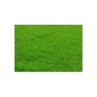 供應臺灣青草坪
