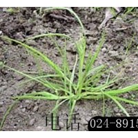 供應(yīng)綠化用草種：早熟禾、高羊茅、白三葉