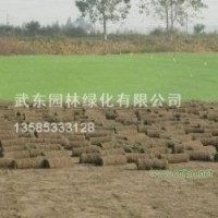 草坪合作社，百慕大，百慕達黑麥草混播草,沙培果嶺草坪