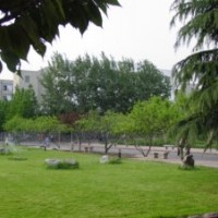 供別墅草坪，護(hù)坡草坪，牧草種子，四季青草坪種子