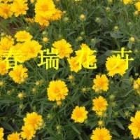 金雞菊，黑心菊，波斯菊
