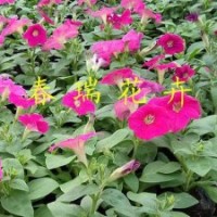 蝴蝶梅，山東草花，青州草花批發商