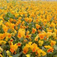 角堇基地角堇哪里價(jià)格便宜
