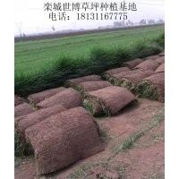 草坪銷售、石家莊草坪、百慕大草坪