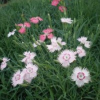 山東青州草花種植批發基地