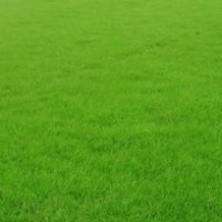 句容欣欣草坪基地供應優質混播黑麥草