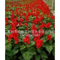 山東一串紅批發價格