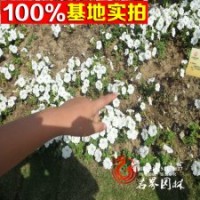 大量供應各種草花矮牽牛花盆栽苗