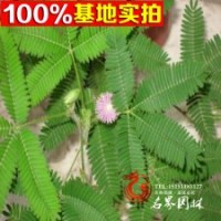 供應(yīng)各種草花類植物含羞草.含羞草