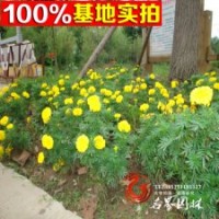 基地大量供應黃菊，價格優(yōu)惠