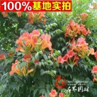 大量批發(fā)爬藤植物凌霄花凌霄苗