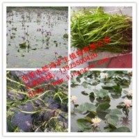 供應水生植物香睡蓮，推薦懿鴻水生植物