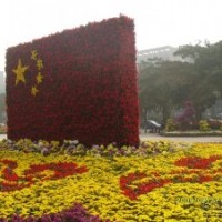 五一草花價格|國慶草花價格|山東綠化草花基地