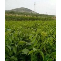優質核桃苗|核桃苗|旭昇園藝場(多圖)