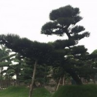造型大羅漢松、羅漢松苗木