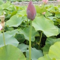 荷花盆景批發、荷花、綠荷水生