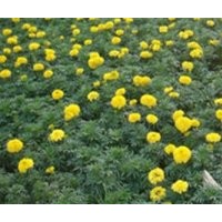 草花、君誠花卉苗木、青海草花
