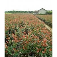 武義紅葉石楠、福江苗木口碑好、紅葉石楠小杯