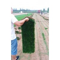 大量供應冷季型草坪系列