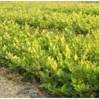 淮安法國冬青_宿遷四秀苗木有限公司(優質商家)_法國冬青售價