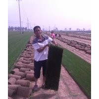 早熟禾草坪種植基地|冷季型草坪價(jià)格