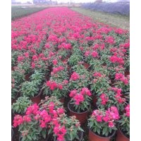 供應盆花：金魚草 南非萬壽菊