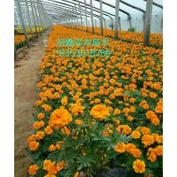 春季草花，宿根、地被類