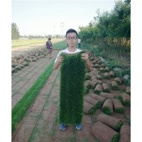 供應草坪