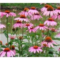 供應波斯菊，松果菊