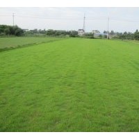 供應虎皮草、馬尼拉、天堂、四季青、高羊茅等各式草坪