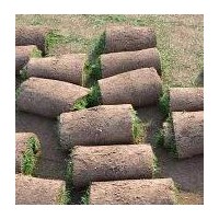 主要經(jīng)營：早熟禾草坪（抗病，抗旱，抗寒，耐踐踏），高羊茅