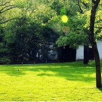 供應(yīng)夏威夷草、美國四季青、天鵝絨、臺灣四季青草