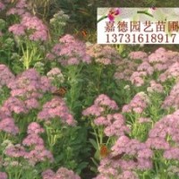 處理：八寶景天，100萬(wàn)芽子
