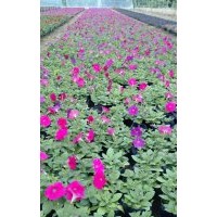 海棠花、一串紅、矮牽牛、孔雀草
